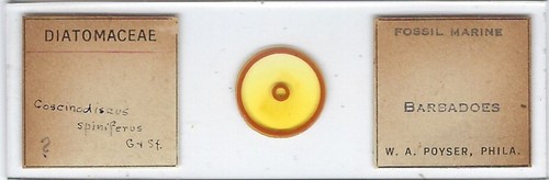 Coscinodiscus spiniferus